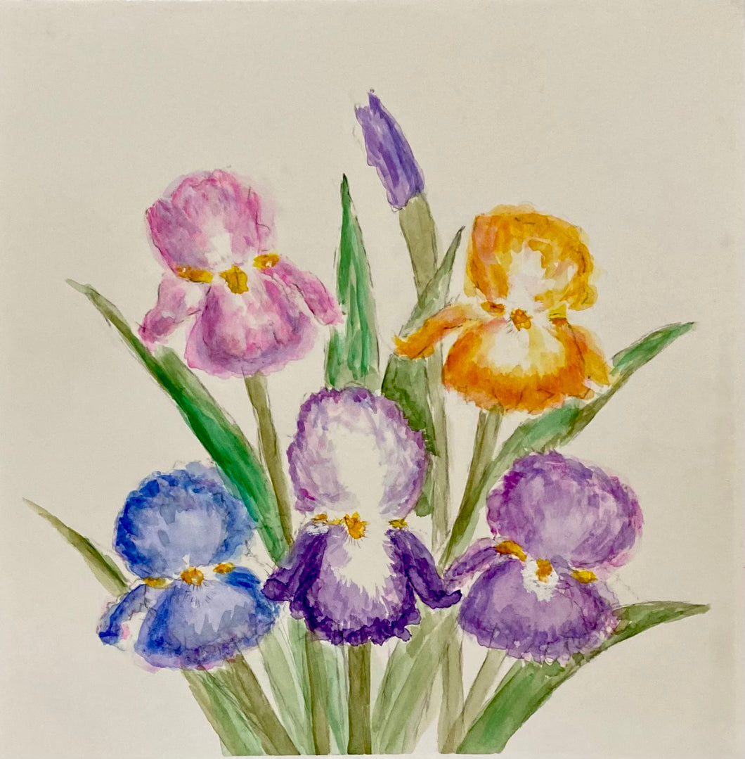Bearded Iris